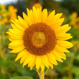 Girasole Girasole